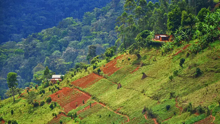 Cultivated fields and forests