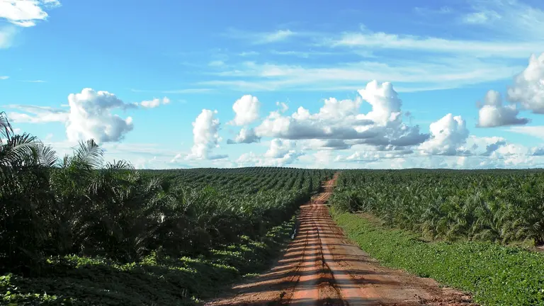 A road going into the distance splits two fields
