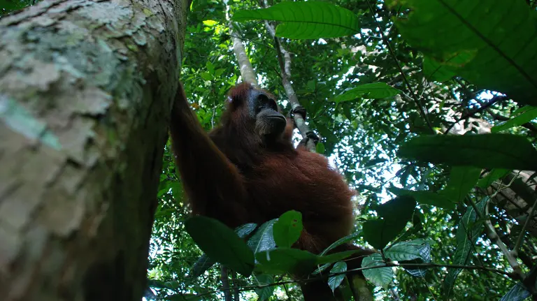 An orangutan swinging between trees