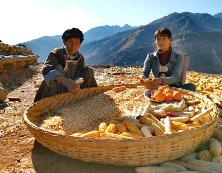 two women with a big basket of corn