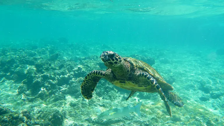 A sea turtle