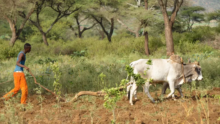 A man ploughing with an ox