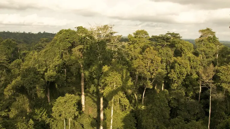 A view over a forest