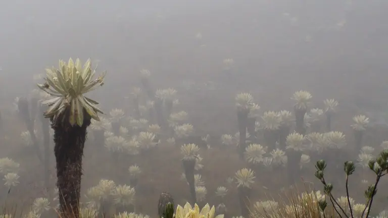 Frailejon shrubs