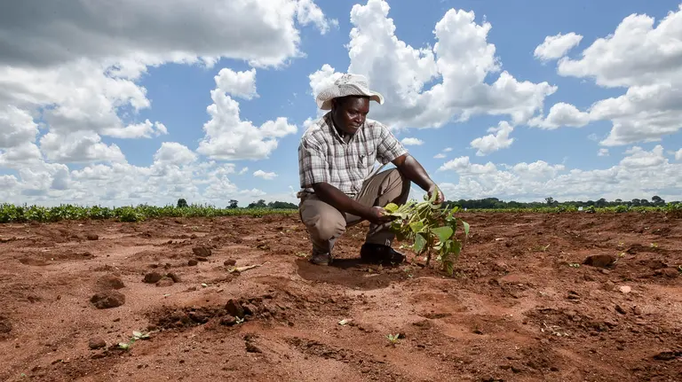 A farmer bends down to inspect his crops on a field.