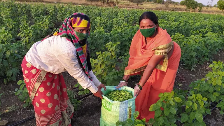 women harvesting vegetables
