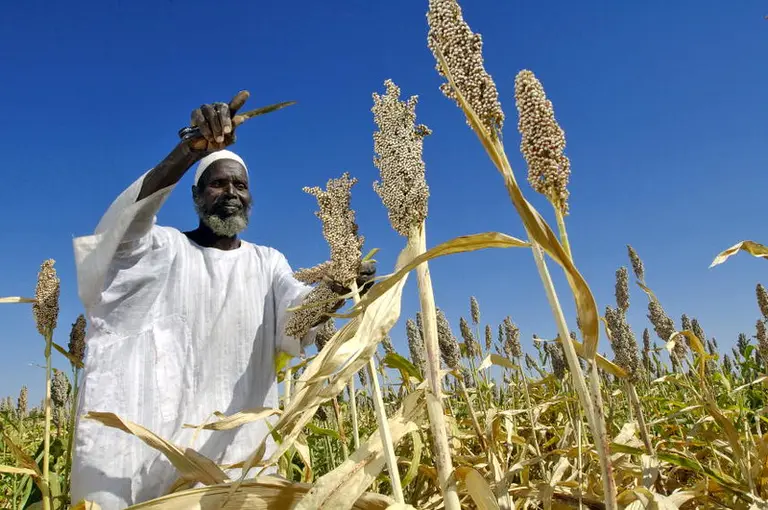 Man harvests sorghum seeds.