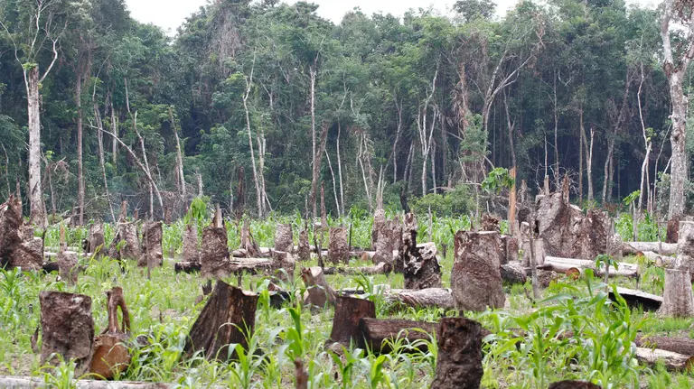 A clear area of forest showing only the chopped down remnants of trees.