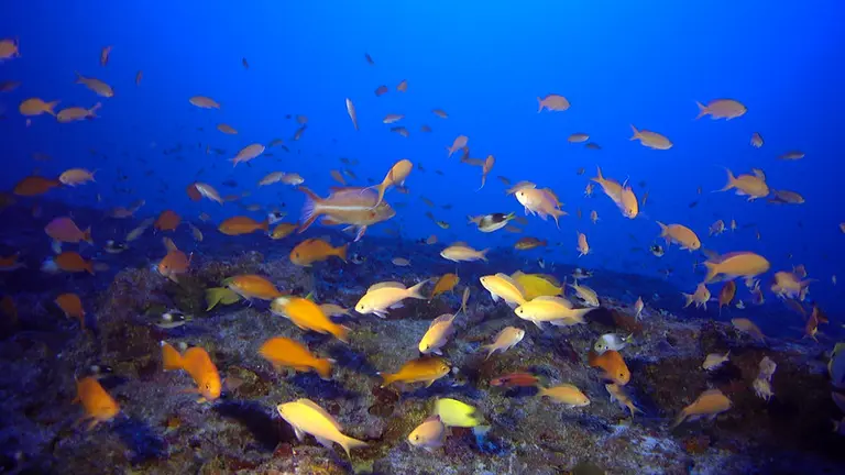 Shoal of fish.