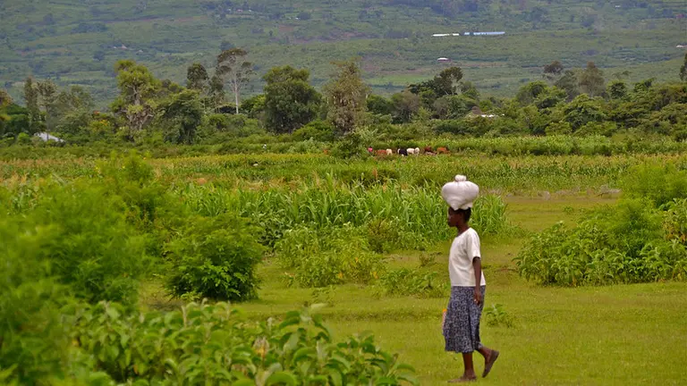 Woman walking through a field, carrying a bag on her head.