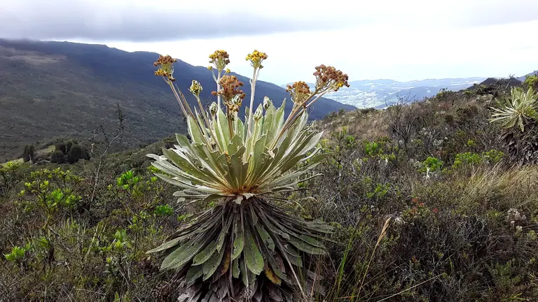 The landscape of the Santurbán páramo.