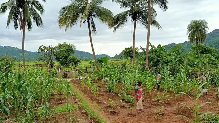 Woman cultivating a garden with plants and palm trees.