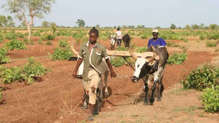 Two men and an oxen drawn plough