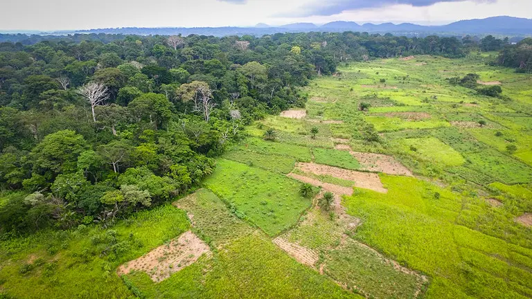 Aerial view of forest