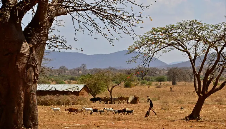 Drylands landscape with cattle in the background