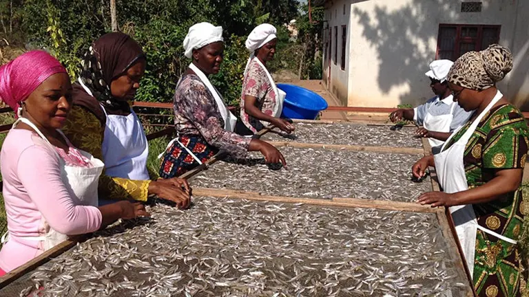 Women spreading fish on a drying rack