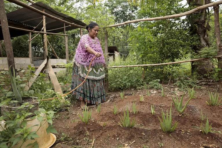 Woman waters aloe vera plants
