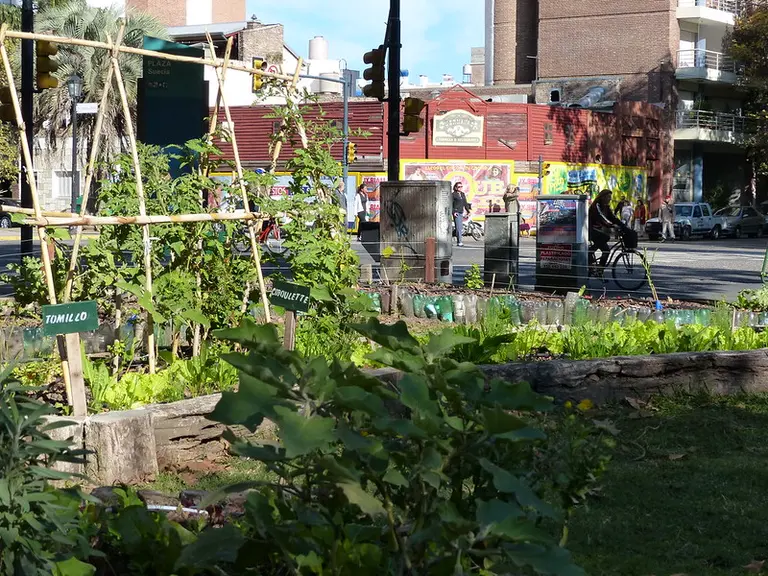 Vegetable garden in the middle of a city street