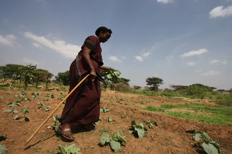 Woman walks between crops.