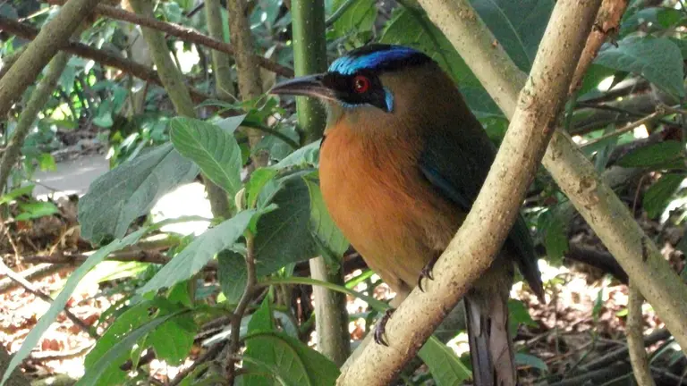 Motmot bird in Costa Rica