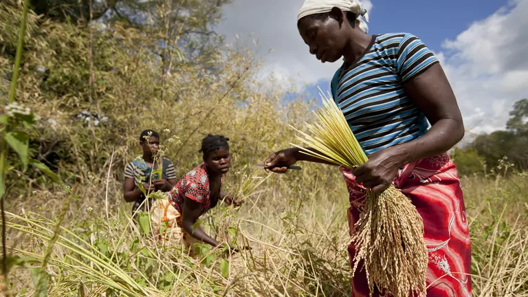 Women in a field bend over to harvest crop