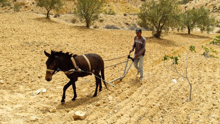 A man and a horse plough a dry-looking field.