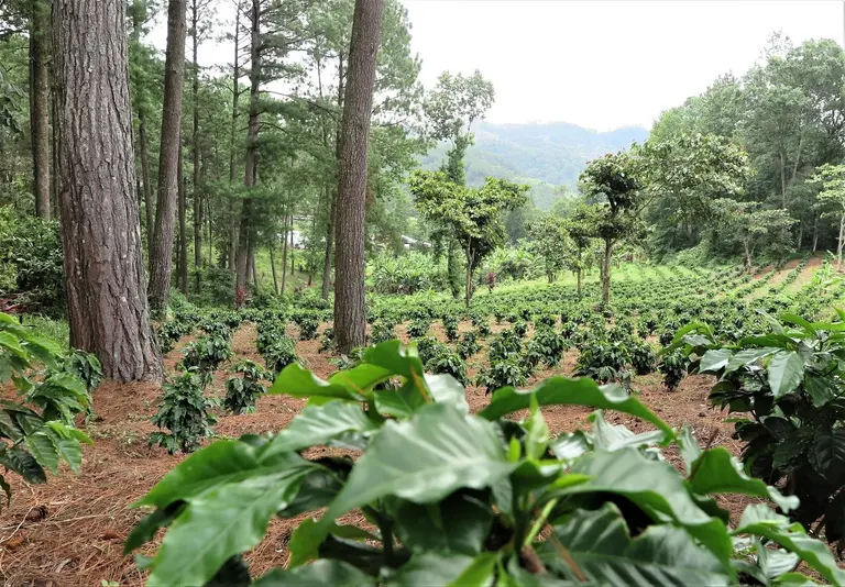 View of a forest