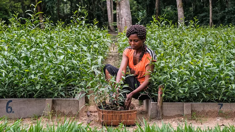 Woman sitting planting a plant.