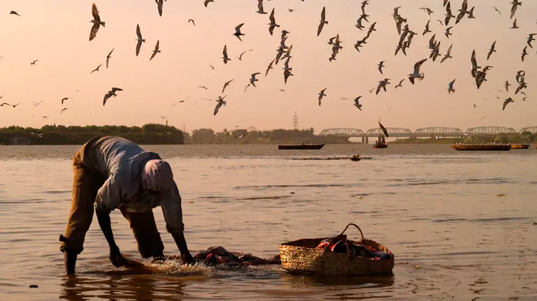 A fisherman standing in shallow water bends over to tend his nets, alongside a basket