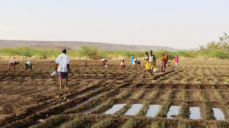 Farmers carry bottled water to pour on a field of onion crops