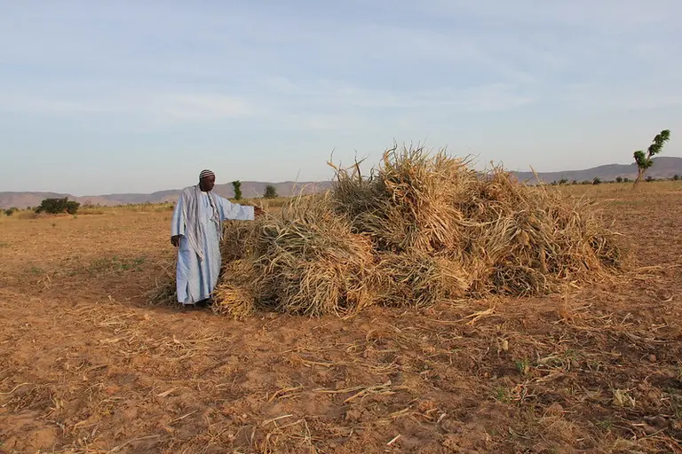 Man next to a pile of dried crops of maize.