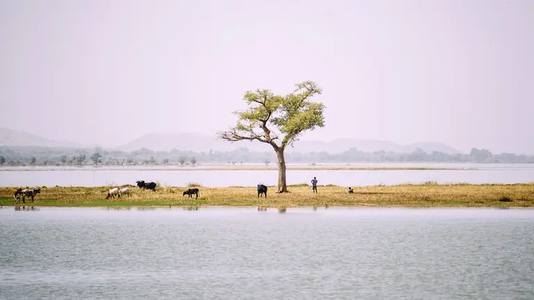 A solitary tree on an island surrounded by water. Some people and cattle stand and sit underneath the tree.  