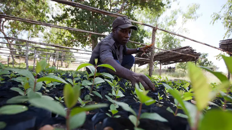 A man looks at tree seedlings