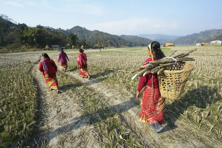 Four women walking through a field. One carries a bascket and logs on her back. 