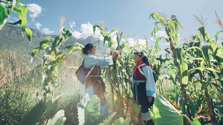Two women wearing traditional gowns stand in a maize field
