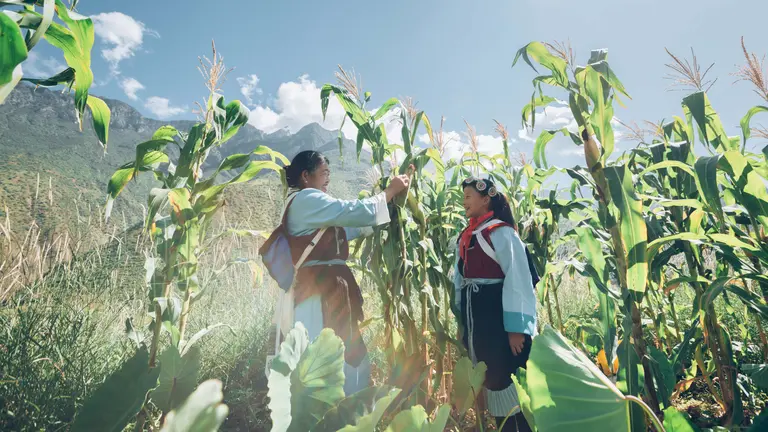 Two women wearing traditional gowns stand in a maize field