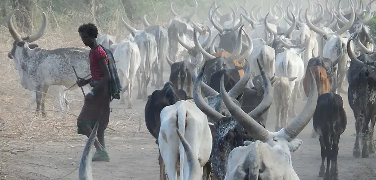 A man is surrounded by cattle on a dusty trail.