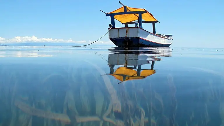 A boat floating on the water, seaweed is seen underneath.