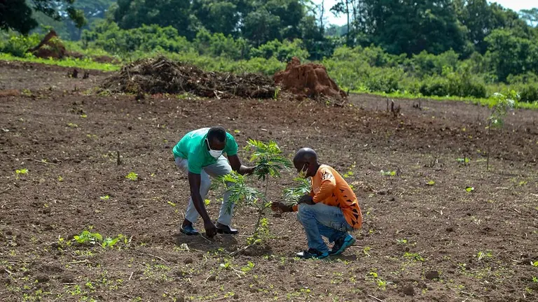 Two men bend down with their hands on a small tree.