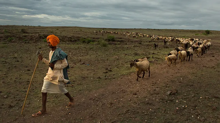 A male shepherdwith a stick leads dozens of sheep winding behind him on a dusty trail