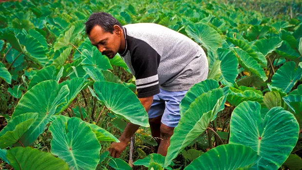 A man stands in a field surrounded by plants with large, bright green leaves.