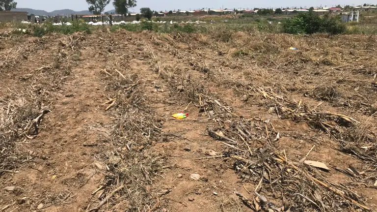 A field of bare earth covered with rows of dried stalks.