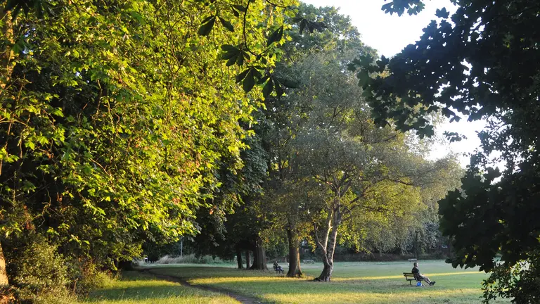 A man sitting on a bench surrounded by large trees.