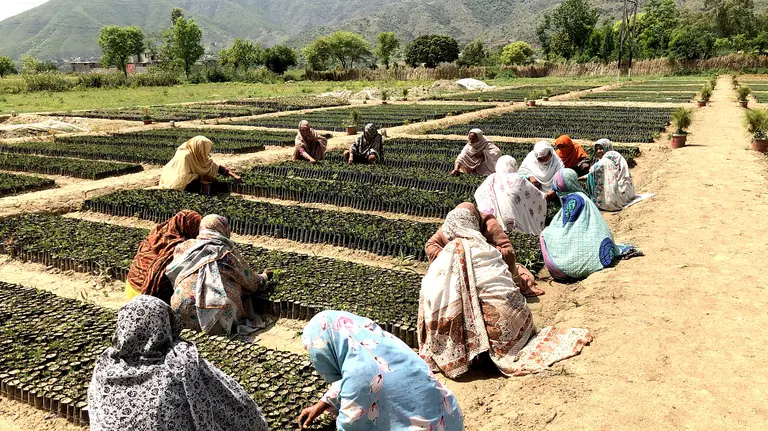 Women bend over hundreds of small sapling trees in a line.
