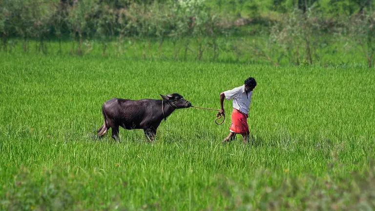 A man walking through a field with a cow