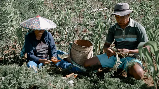 A man and a women sit in a field and dig up carrots. There is a basket in between them. 