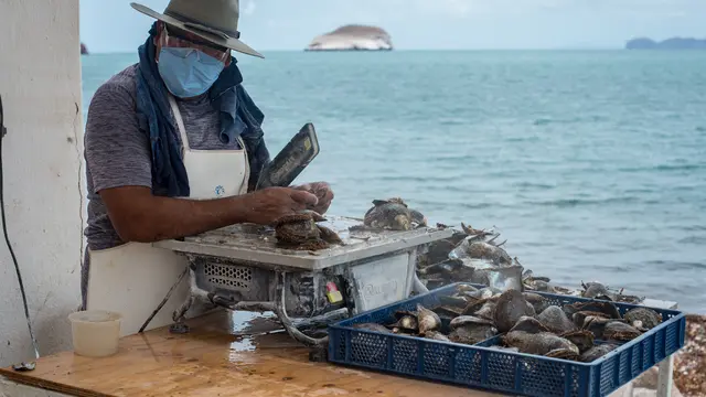Man, wearing an apron and a face mask, holds shells. Sea behind him. 