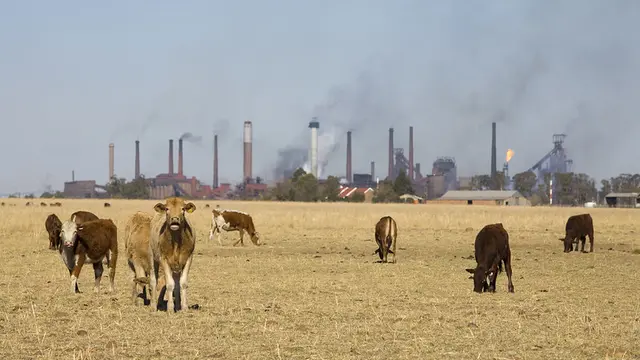 Cattle and fuming chimneys behind 