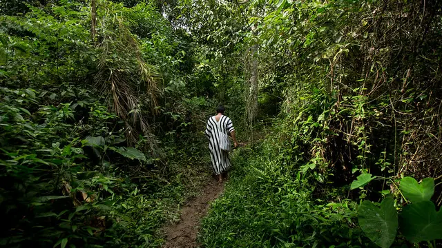 Person walks in a forest