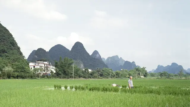 Man walks in a field, with mountains behind